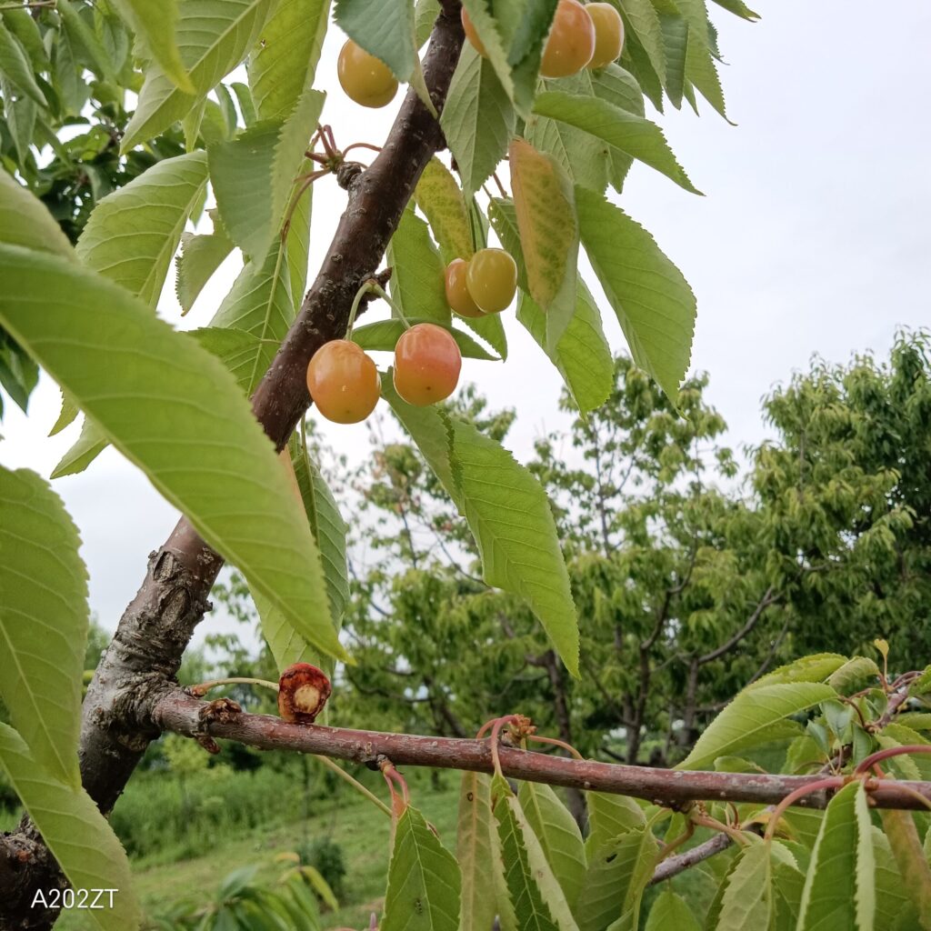 ムクドリ鳥の食べた痕