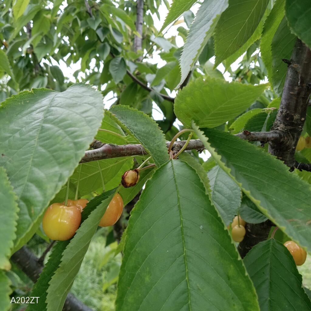 ムクドリの食べた痕